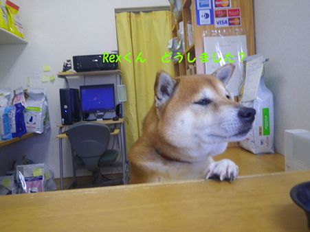 とんぼ君