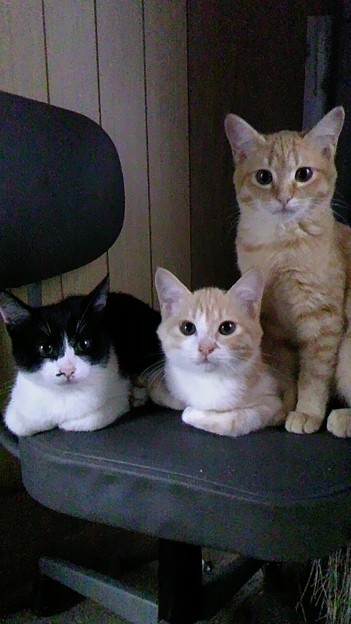 黒目がちな猫の目 写真共有サイト フォト蔵