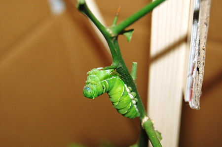 ナミアゲハ(黄あげは)の前蛹化2011年09月09日_DSC_1146