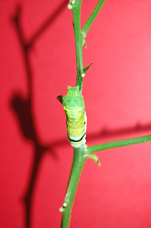 2011年09月10日_DSC_1162キアゲハの蛹化(脱皮の様子)