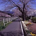 Photos: ―　台風で倒れた桜の在りし日の姿　―　2008年4月1日　長尾川河畔　桜