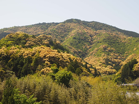 椎の花