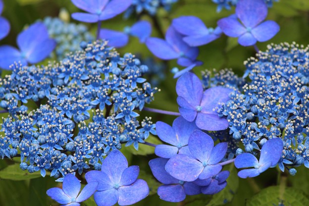 ブルーの紫陽花の花 小さい花も満開 写真共有サイト フォト蔵
