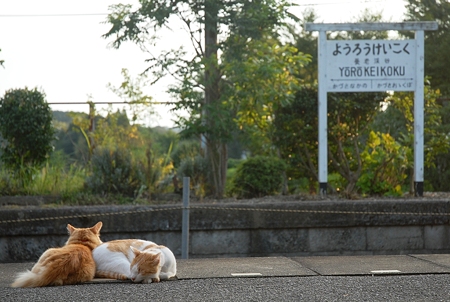 2011/09/24 養老渓谷駅 駅猫