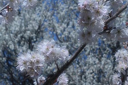 梅と桜の競演