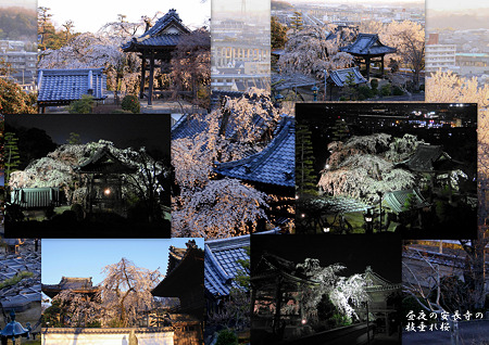 昼夜の安長寺の枝垂れ桜