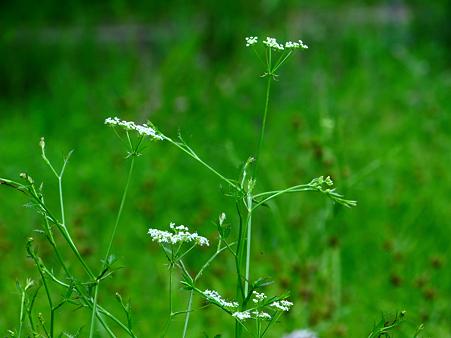 豊田市自然観察の森：湿地に咲く白い花