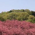 都賀の里・八重桜