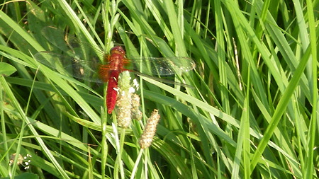 IMGP5449
