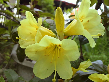 Rhododendron