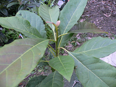 アボカドの苗木