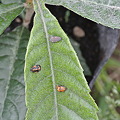 Photos: テントウムシの幼虫からサナギヘ