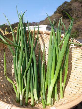 わけぎ 分葱 栽培 植え付け時期と育て方のポイント 暇人主婦の家庭菜園 楽天ブログ