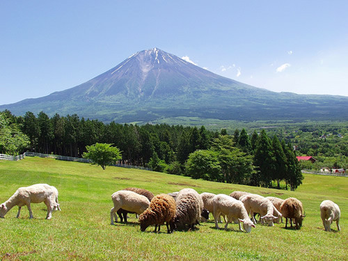 ひつじがいっぴき 写真共有サイト フォト蔵