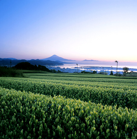 日本平の茶畑と富士山