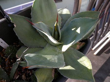 Agave pygmaea