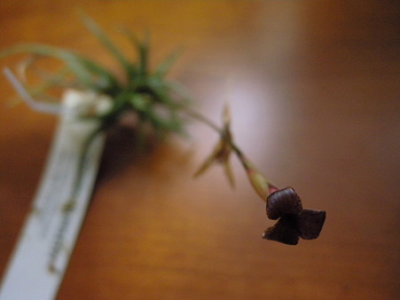 Tillandsia funebris