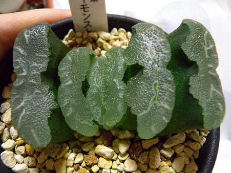 truncata super monstrose