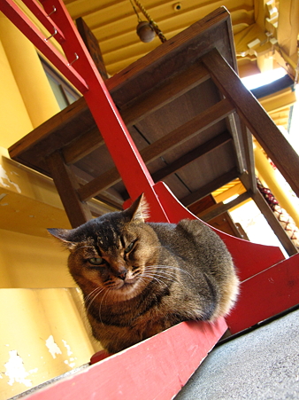 小梳(おぐし)神社の猫2