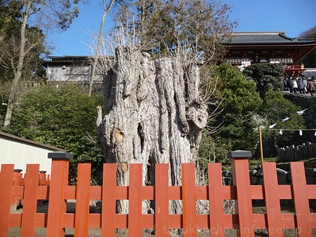 120104-八幡さま (14)