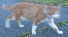 うろうろ