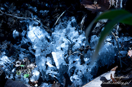 霜柱 NEX-5 E18-55mm F3.5-5.6 OSS