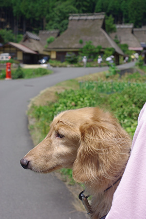 かやぶきの里