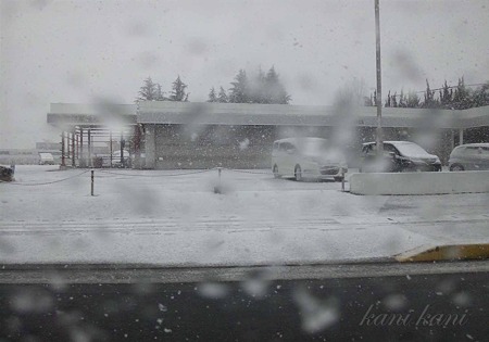 2011.2.9 雪