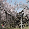 Photos: 日本最古の神代桜