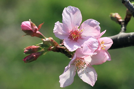 2011.11.04　和泉川　桜