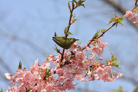 2012.04.02　和泉川　サクラにメジロ
