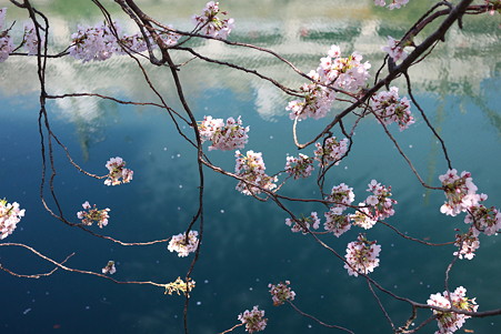 2012.04.09　大岡川桜のプロムナード　川面