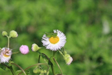 2012.05.08　和泉川　ハルジオンにヤブキリ