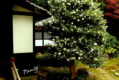 随心院・・16