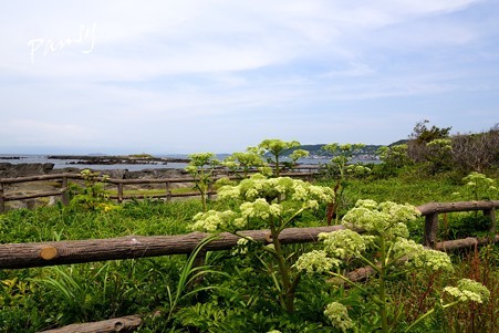 ハマウドの咲く海辺・・