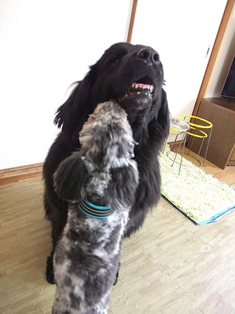 今日もお掃除犬は大活躍?!