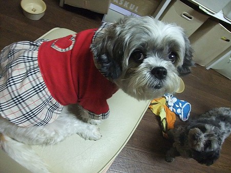 赤い服も