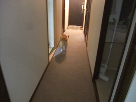 こっちは玄関か