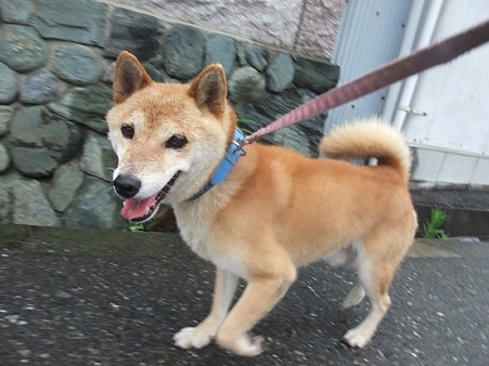 ラッキー君、家に帰れてよかったね♪