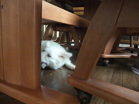食欲旺盛なほのちゃん