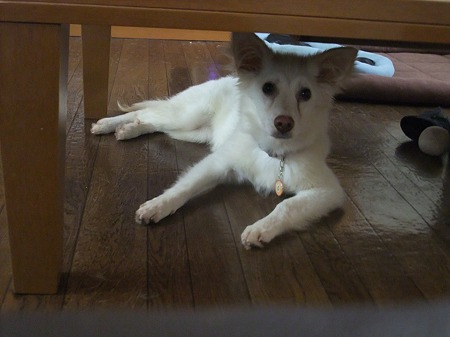 机の下がお好き??