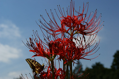 青空に曼珠沙華と蝶!(110924)