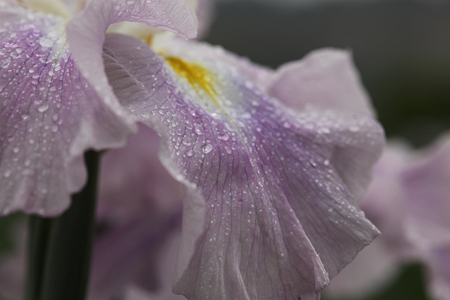 北潟湖畔花菖蒲園 - 10