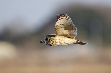 コミミズクの飛翔