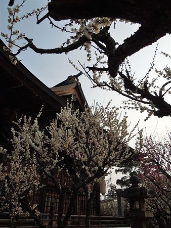 DSCN0889