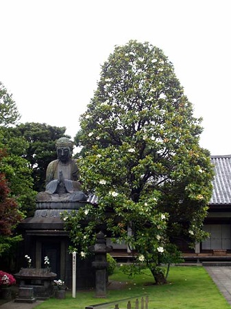 タイサンボク