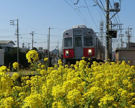 nanohanagou-240329-4+