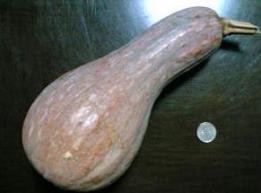ベトナム南瓜?