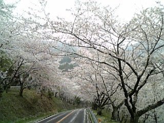 N山桜1