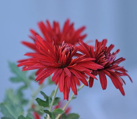 赤寒菊1